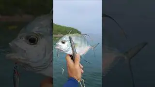 Bumpnose trevally на пилькер 5 гр. Mr. Jigging #fishing #микроджиг #пилькер #fish