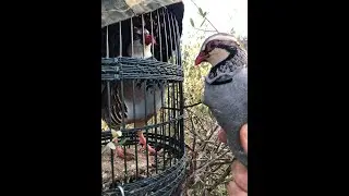 AVELLANES.  SU PRIMERA SALIDA CON ÉXITO. UN MACHO A LAZOS.