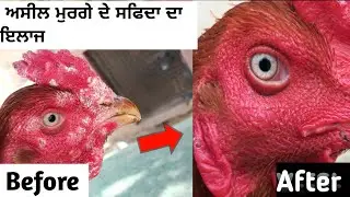 Aseel Murga k Safede Ka Ilaj |  Aseel Rooster Face Treatment |  ਅਸੀਲ ਮੁਰਗੇ ਦੇ ਸਫ਼ੈਦੇ ਦਾ ਇਲਾਜ 