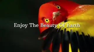 BBC Wild India - Trailer Launch 2021 || New Community For Entertaining