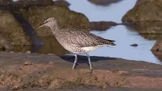Numenius phaeopus (phaeopus)