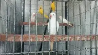 MITHO. GREEN neck parrot