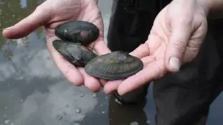 County Collaboration: The Search For Rare Mussels