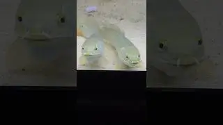 Новый Bowfin для ловли угрей!