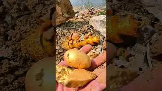 #shorts# The best gold hunters along the riverbank