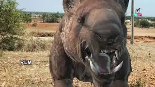 Colorful Fish Hunting In Jungle | Forest Hyena Hunting Man | Dinosaur Save| Rescue Rexy In Real Life