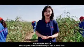 Wolfberry Goji juice introduction