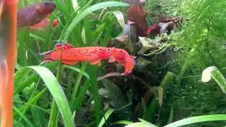 Killi fish fight