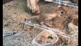Greater Jerboas - Jaculus Orientalis