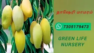 தாஷேரி மாமரம் Dasheri Mango plant tree #mangovarieties #shorts #viral #trending #viralvideo #reels
