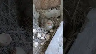 Teetar Hatching 🐣#hatching #birdspecies #youtubeshorts