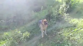 walking with my dogs in the hills of las terrenas samana