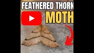 Moth Moments: Featuring the Feathered Thorn