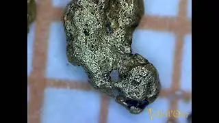 Oro del Lisora