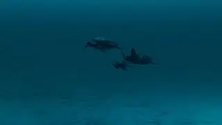 Tutorial Underwater 