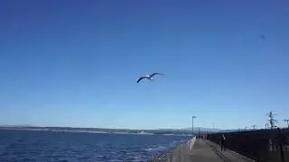 Quick 5min fishing advancer @Monterey coast guard pier
