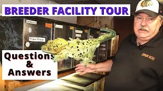 Supreme Gecko Breeder Facility Tour  Questions and Answers