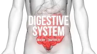 Digestive System | Chapter 22 | Overview