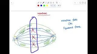 Mitosis-cell cycle,in Tamil-11th botany