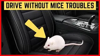 How to Keep Mice Out of Your Car (Super Easy Methods)