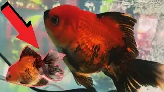  AMAZING VIDEO VLOG FISH BEAUTIFUL  SO CUTE🐠🐟😍