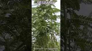 SESBANIA GRANDIFLORA #AGATHI SEEDS # AGASTHI SEEDS PLANTATION