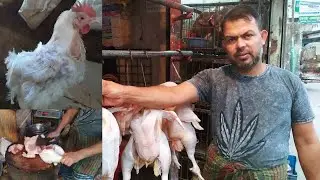 Fastest Great Chicken Cutting & Chopping Skills Young Professionals Butcher Live Halal Chicken Shop