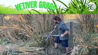 Vitiver Grass - Plenty of Mulch for Fruit Trees