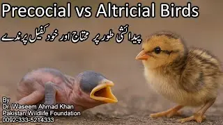 Difference Between Precocial And Altricial Birds | Pedaishi Tor Par Khud Kafeel Or Mohtaj Parinday