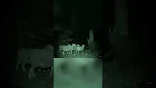 Creepy New Jersey Devil sighting caught on trail cam at night  #creepyvideo #trailcamfootage #animal