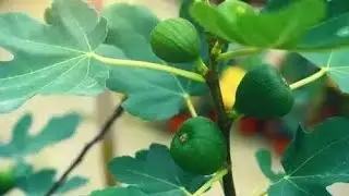 Teen Anjeer Figs orchards @MinifigsAndBricks @pakistancricket