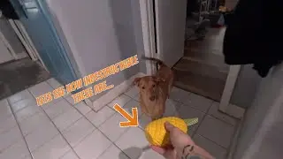 Pineapple Chew Toy That Dogs Will Love!