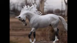 Peter Stone dapple grey Thoroughbred model horse- Hunters Moon Thoroughbred model horse videos