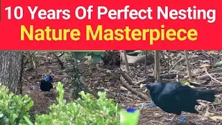 Amazing Bird Shows Off His Nest Stunning Wildlife Footages | Wildlife Documentary Style