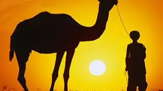Giant Crazy Camel Fair India - Pushkar