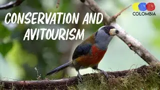 The Importance of Avitourism for Conservation &ndash; Bird Watching Colombia