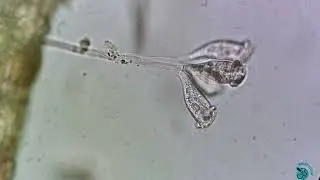 Peritrichia