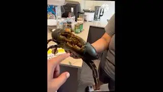 Giant Mud Crab in Australia ready to be cooked 🤪 #australia #crab #seafood #cooking #food