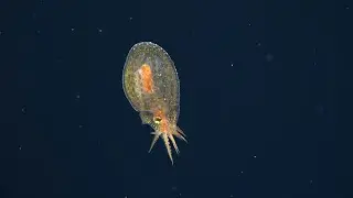 Interdisciplinary Investigation of the Pescadero Basin - 4K ROV Highlights