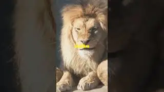 Top ten beautiful traits of a lion 🦁 #top10 #trending #facts #beautiful #lion