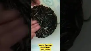 Murrell fish seed available for sale,
