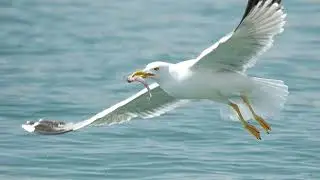karaoke  gaviota traidora hermanas calle