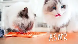 Cat ASMR | Ragdolls Pixie and Bluebell