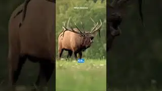 The Natural Cycle of Deer Shedding Antlers