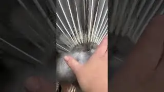 We love the tail shaking #birds #peacockfamily #funnyanimals #peacocks #farmbirds #peacocklife