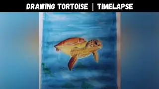 Drawing a tortoise | using colour pencil and poster colours