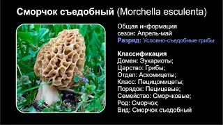 Сморчок съедобный (Morchella esculenta)