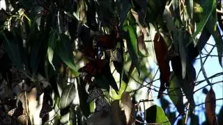 Clustering Butterflies