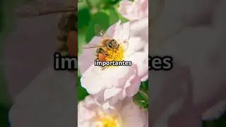 5 datos impactantes sobre las abejas 🐝 que no sab&iacute;as #abejas #curiosidades #datoscuriosos