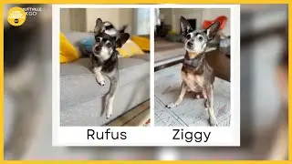 Adopted senior dog turns out to be related to deceased family pet